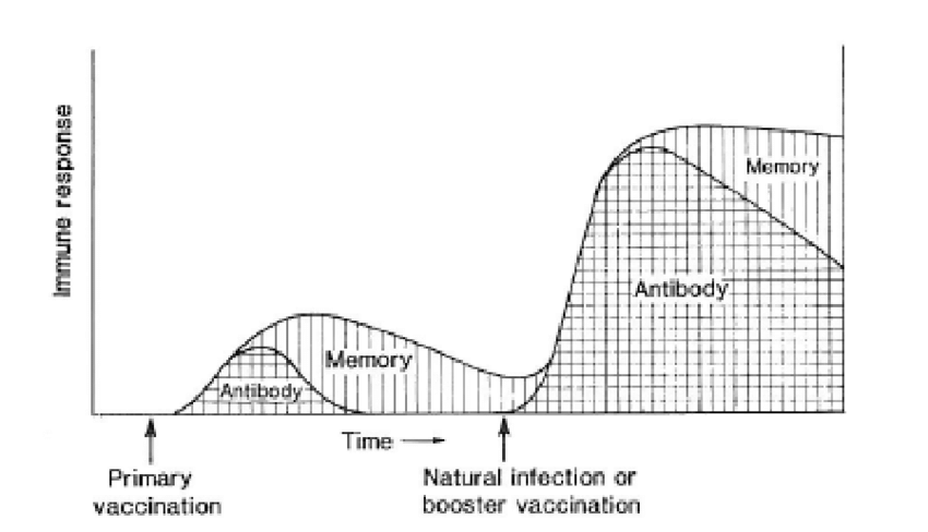 For reference: that chart on primary and secondary immune responses from natural infection is pretty much the spitting image of this one on how vaccines and boosters work  https://www.researchgate.net/figure/The-immune-response-following-primary-vaccination-and-natural-infection-booster_fig1_265358601