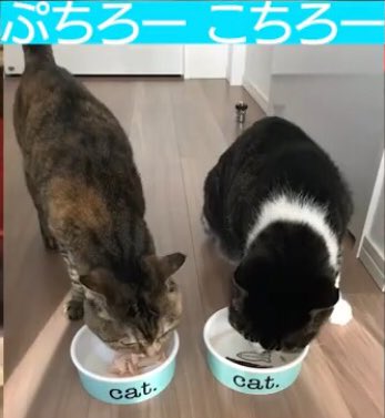 rei51146010's tweet image. こちぷち🐱🐱🥰
#佐藤健
#佐藤健公式YouTube
#ヒカキン
#HikakinTV
#こちろーぷちろー