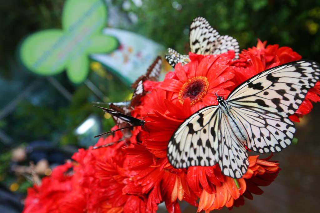 Changi Airport on Twitter Changi Airport on Twitter
