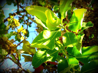 arbolespe's tweet photo. #Curata (Curatella americana) #Chaparrosabanero F Dilleniaceae. Genero motipico,árbol mediano con pubescencia áspera, madera muy dura. Hojas ovadas , escabrosas. Inflorescencias en forma de racimos, flores fragantes, melífero. Frutos capsulares, típico de las sabanas llaneras https://t.co/NaFtmnIn47