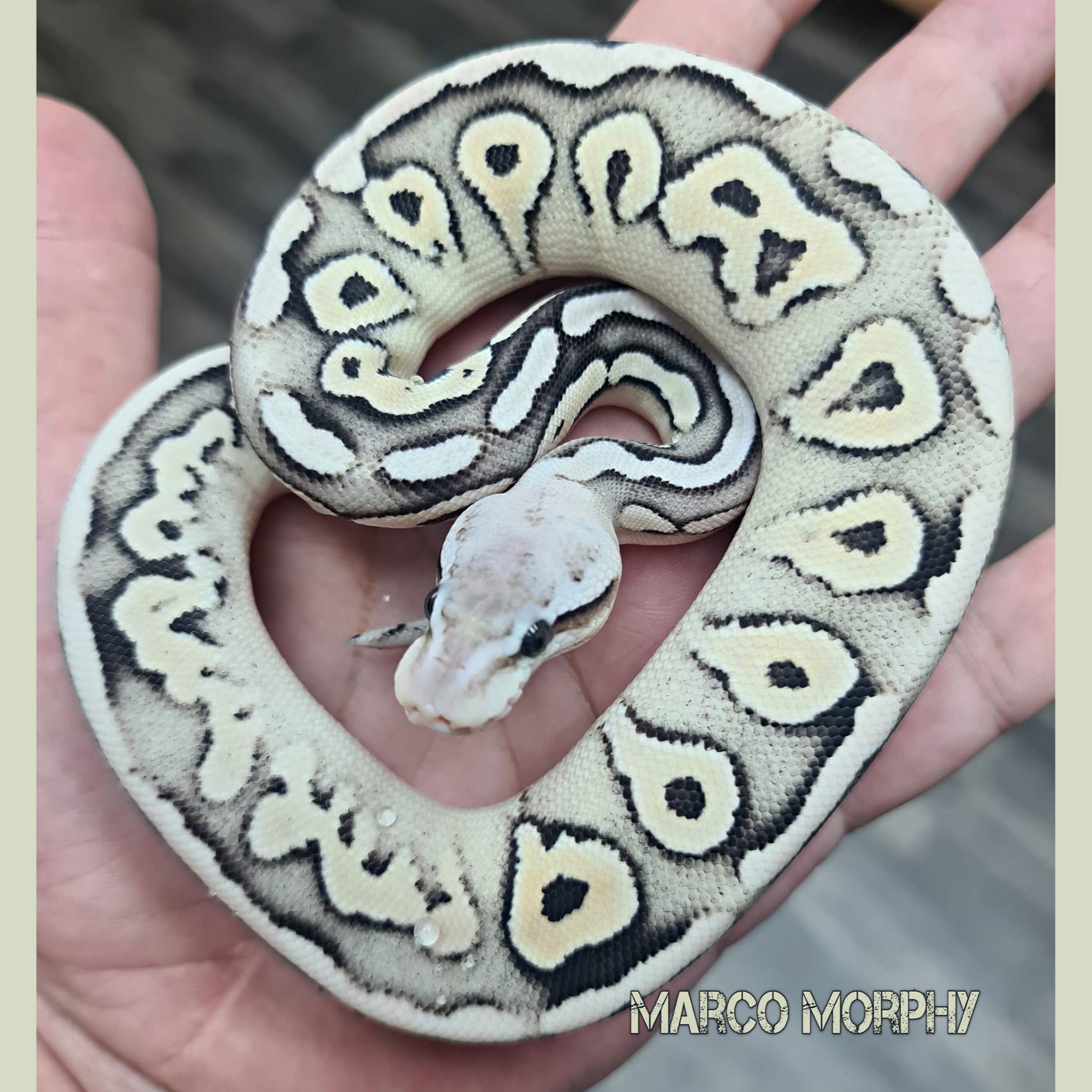 Black Pewter Ghost Ball Python