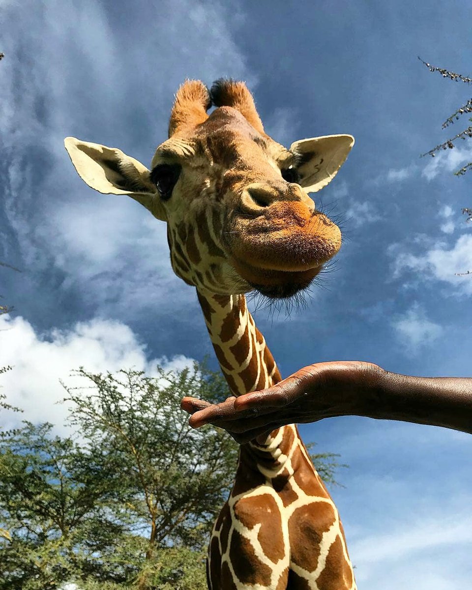 #TalaTheGiraffe enjoys a snack.

#Kenya #Giraffe #Africa #Mugie #safari #feed #wildlife #animals #pet #traveldestination #adventure #adventuresafari #whyilovekenya #tembeakenya #ekoriansmugiecamp #mugiecamp #ekorian #wildlifephotography #WildlifeSafari #photography #gamewatching