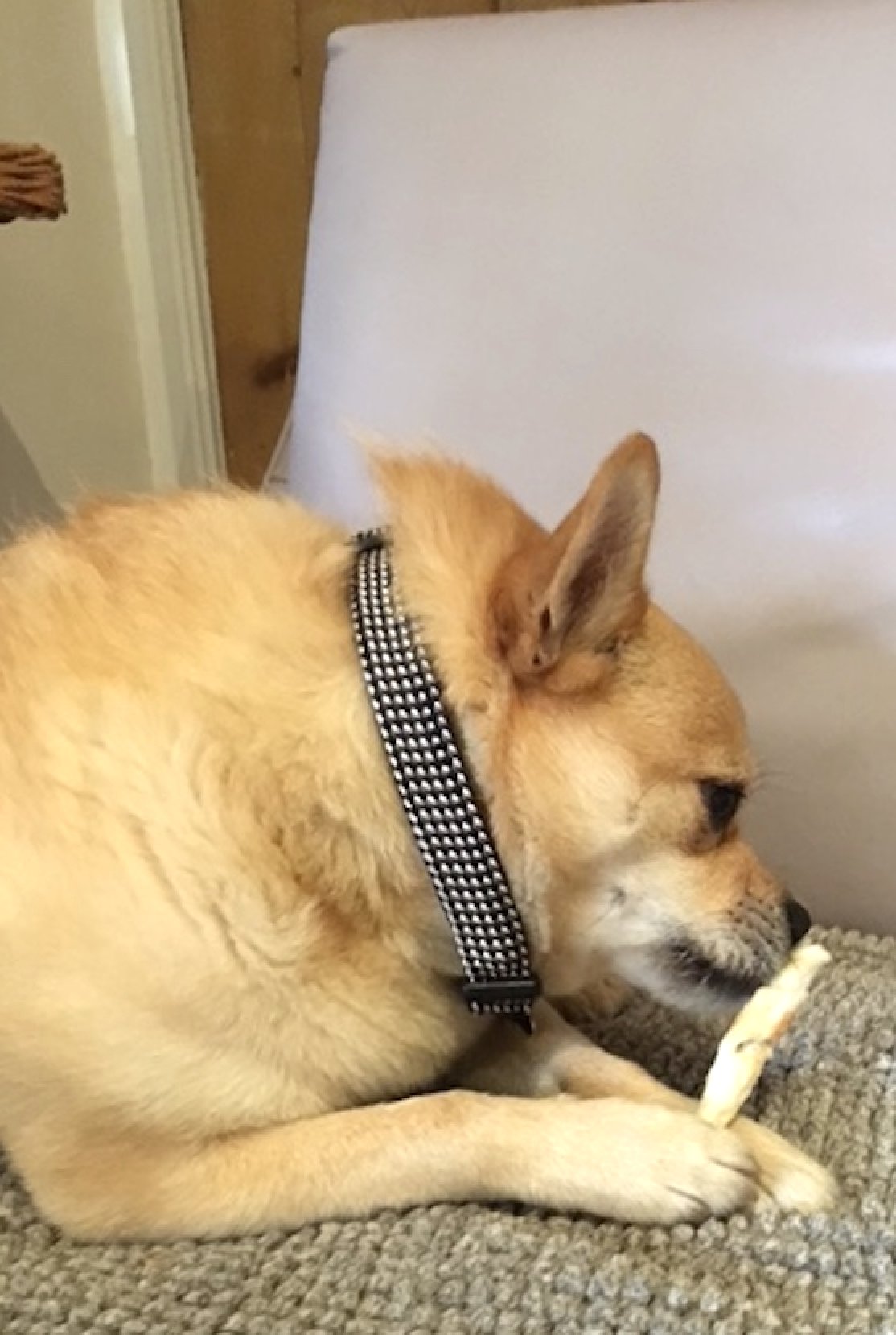 Why Do Dogs Like Their Paws Held