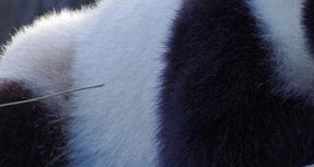 Alex41700361's tweet photo. what animal is this coment down below https://t.co/V0b3LyscLF