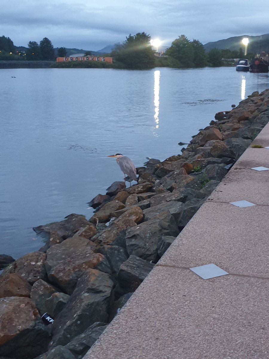 murphydes1's tweet photo. Calm before the #StormFrancis #Albertbasin #NewryCanal last night outside the #QuaysShoppingCentre @nmdcouncil @Ring_Of_Gullion @DestNewry Teatime fir this big bird 🐦 😁 #Ulster #Ireland https://t.co/DvyAbWByGL