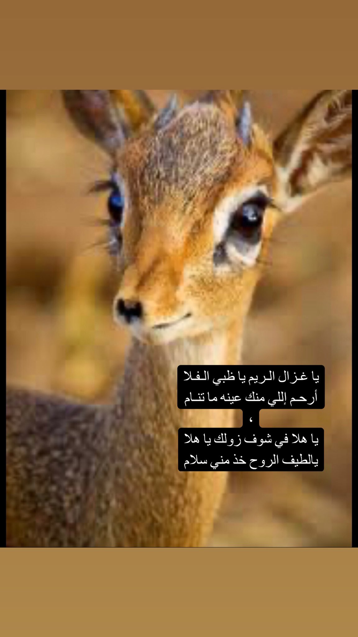 عيون الريم اجمل صور عيون لحيوان الغزلان كلام نسوان