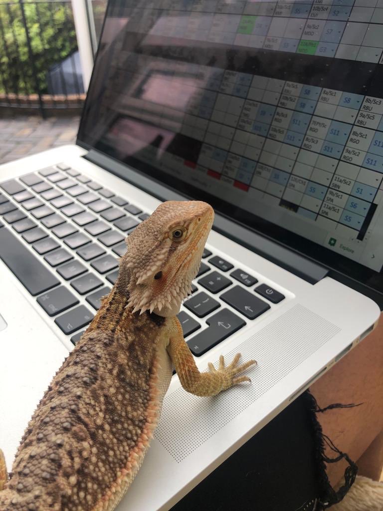 Everyone meet Diego - my little Brother’s bearded dragon 🐉 🦎 #BringYourPetToWork @Community_IM