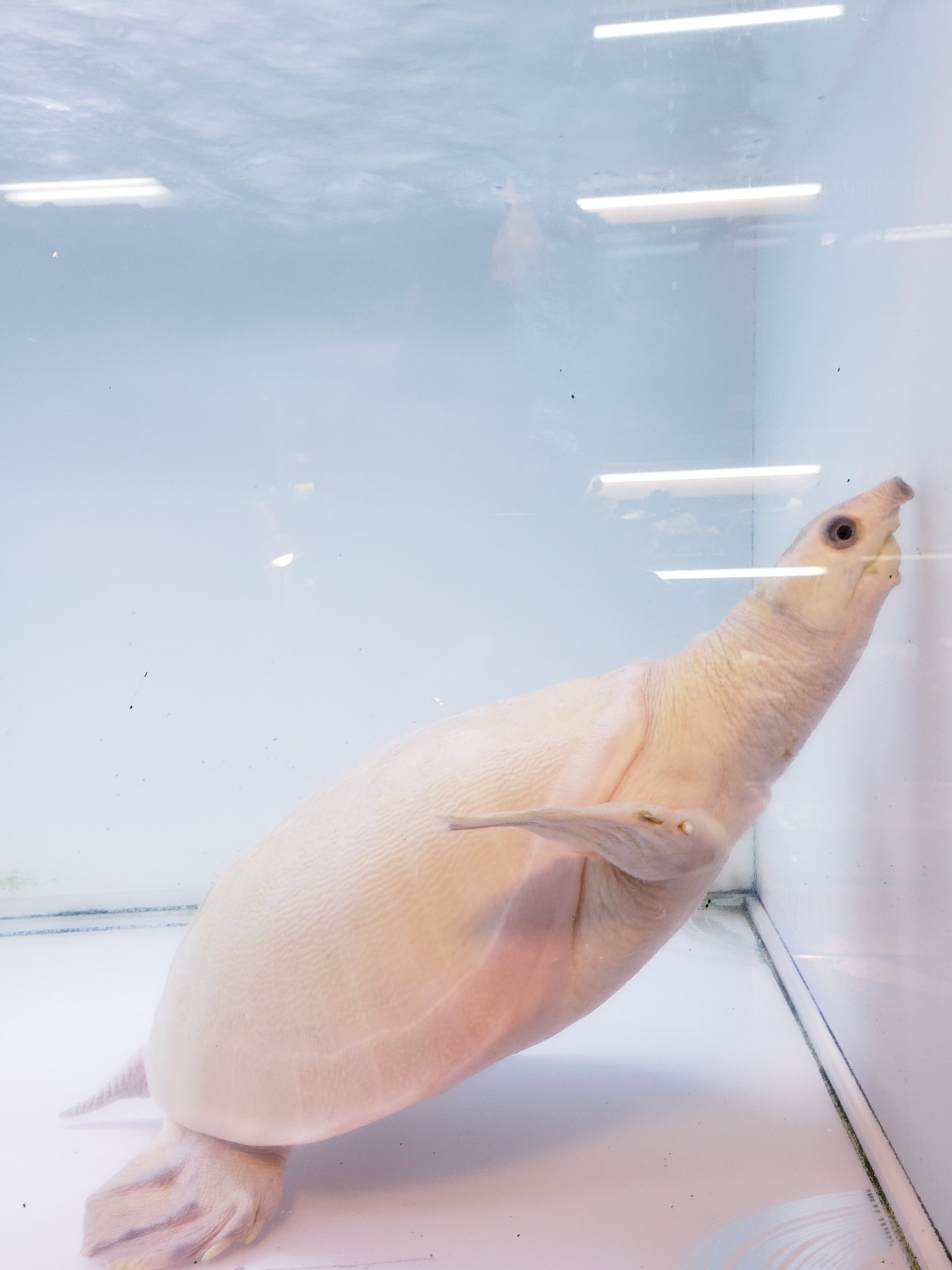 𝘿𝙞𝙯𝙯𝙮 𝙥𝙤𝙞𝙣𝙩 爬虫類専門店 リューシスティック スッポンモドキも 昨日のアルビノと共に 入荷しております 甲長33 神々しい T Co Va3qzcurye Twitter