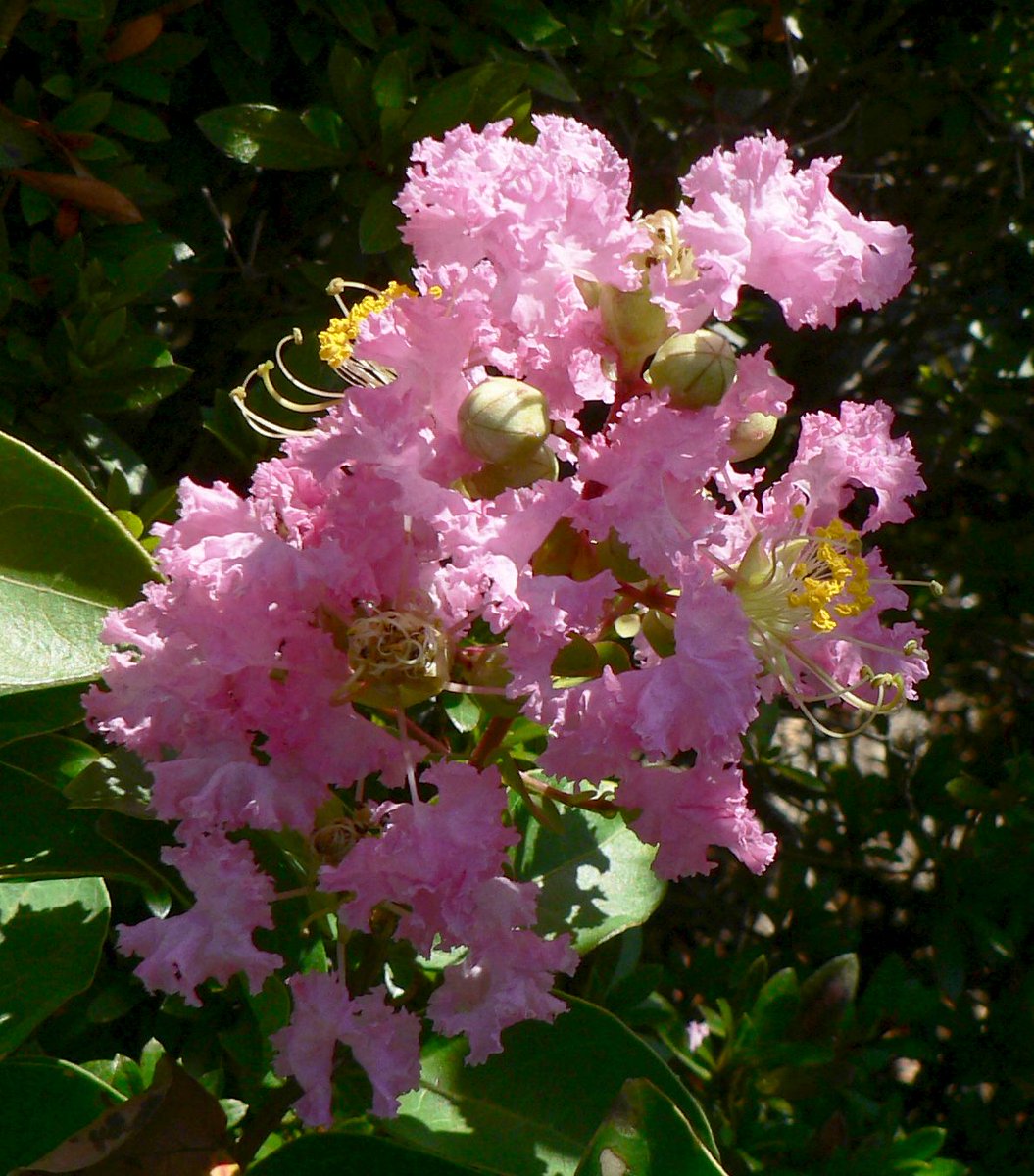 こころんグリーン 近所の空き地に サルスベリの花が咲いていました ピンクのフリフリが可愛らしい花です 随分長い間 次々に花が開いています サルスベリ ピンク フリフリ 夏の花 夏 園芸品種 樹木 園芸 ガーデニング 熊本市南区 熊本