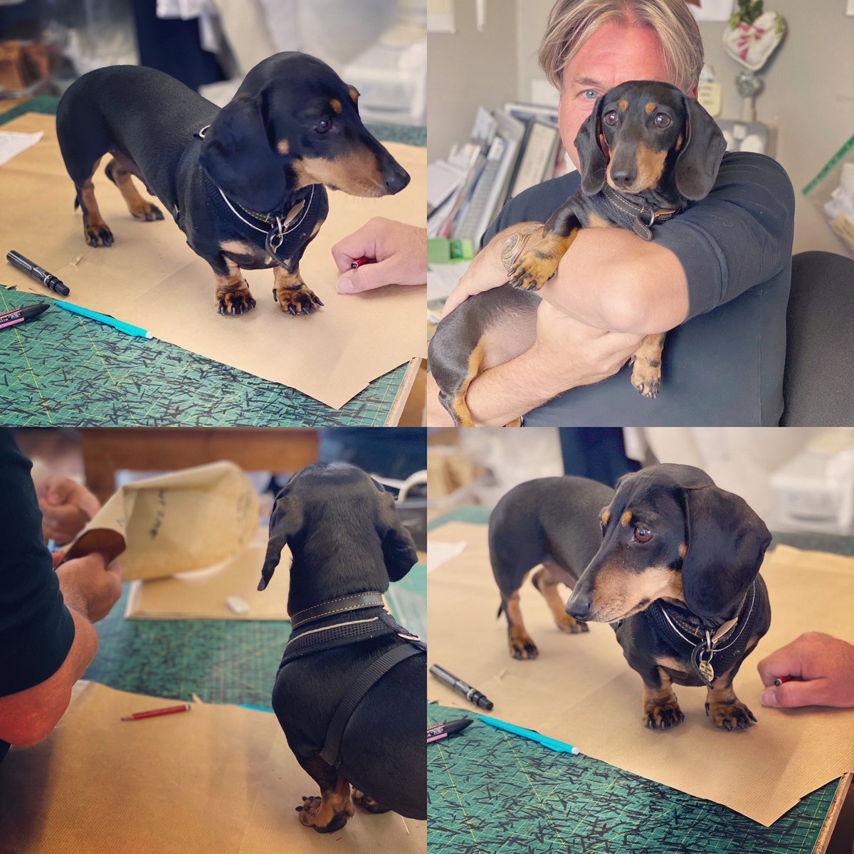 Stewart_Parvin's tweet photo. Very pleased to welcome our new intern Ridley, who’s doing some work experience with us in the design studio. Current duties include checking Stewart’s patterns, looking handsome and chewing teddies. 10/10 so far. #fashion https://t.co/yQFmHE5ilh