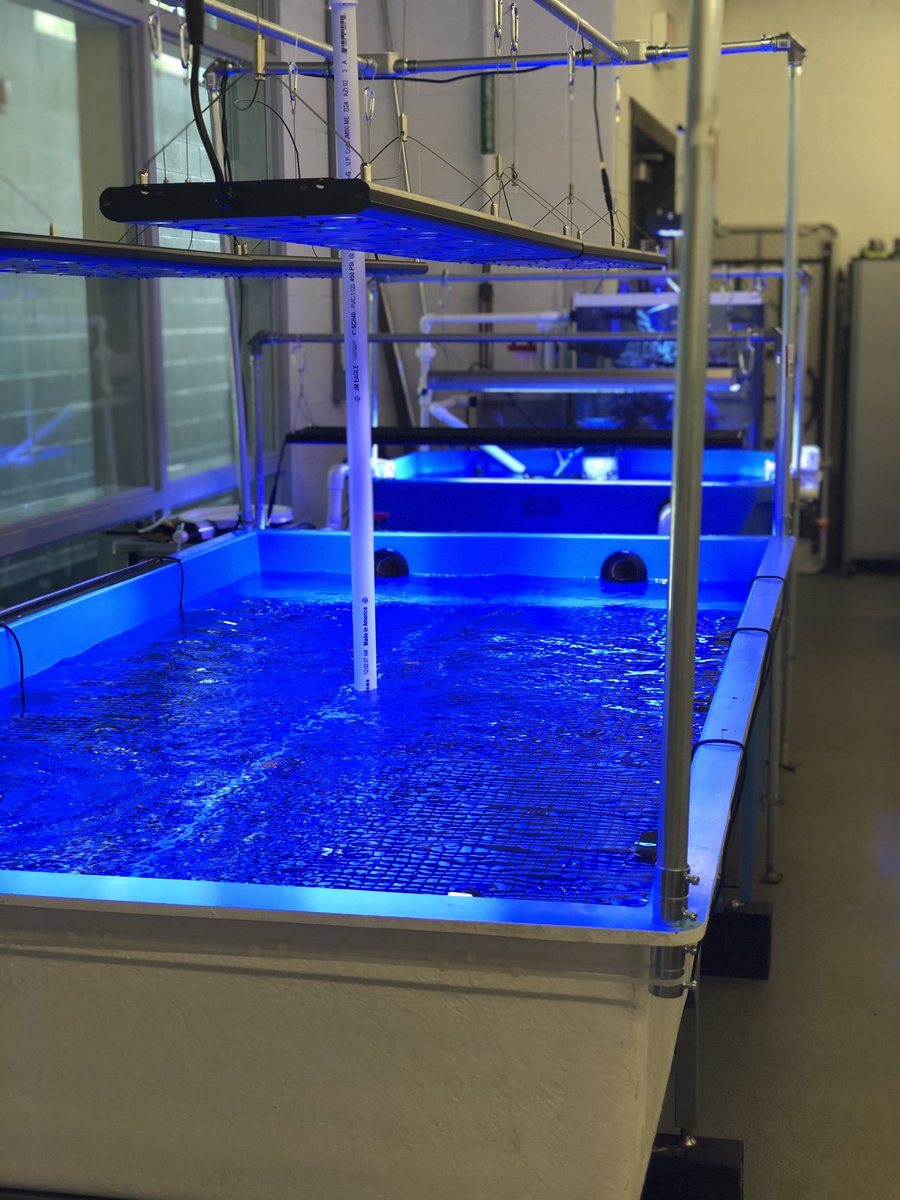 MSMHSaqua's tweet photo. The new #coral tank is finally up and running.....Just in time for the new school year. So excited to cut some new #frags and get them growing! Thanks to @ReefBreeders for some amazing lights and wave makers. #aquaculture #education https://t.co/nWeQKHE04H
