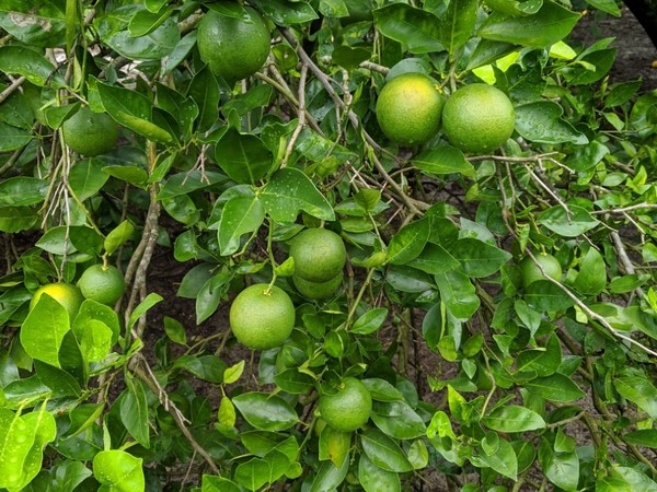 FreshPlaza_com's tweet photo. Florida hopes for another season of high-quality fruit - @SealdSweet
https://t.co/bzbDJnRciI https://t.co/6KU0yEeH6h