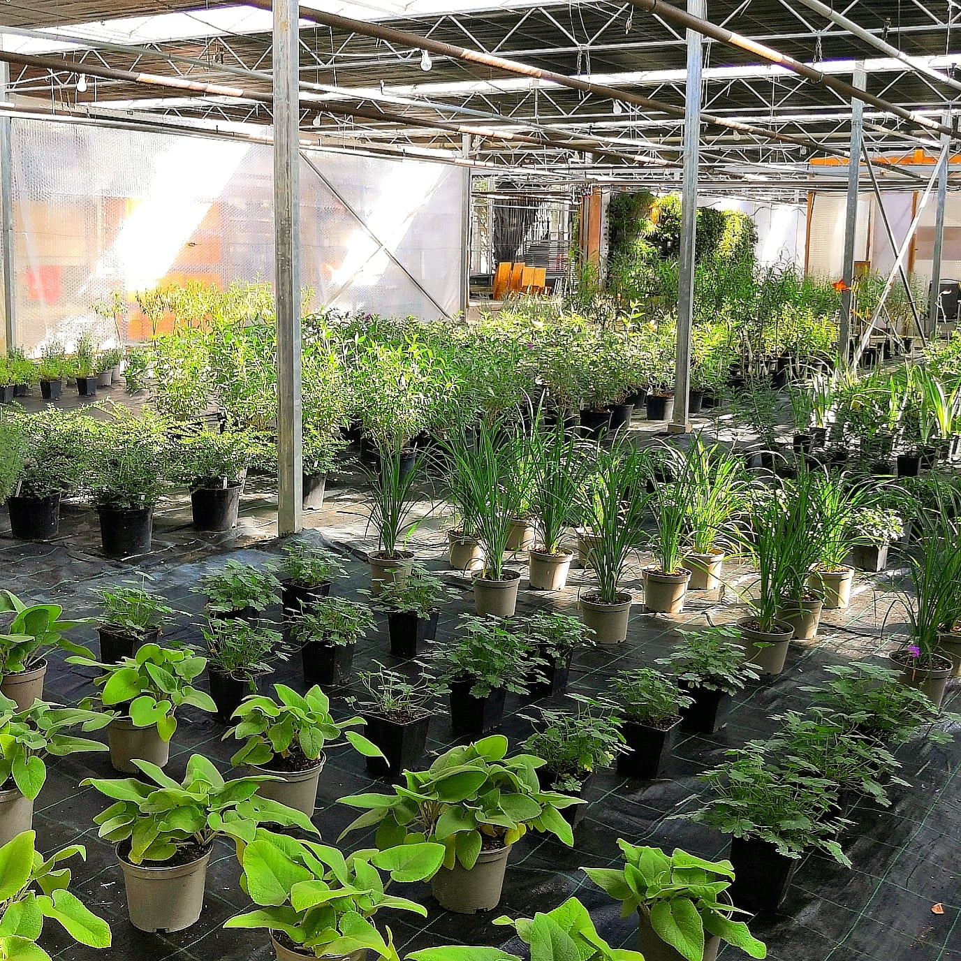 Vertology Plants on Twitter to our new nursery page! Keep in
