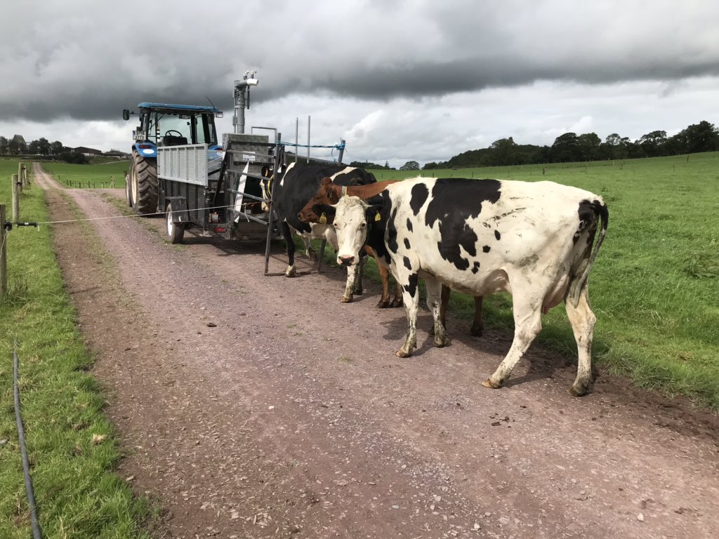 KatieStarsmore's tweet photo. There are 7th, 5th and 1st lactation girls here. There is definitely hierarchy in the herd. The oldest is at the front and the youngest at the back! The older girls always seem get their way.... sometimes I have to step in and be the younger girls bodyguard. #burpingcows https://t.co/6wwpGFTeAL