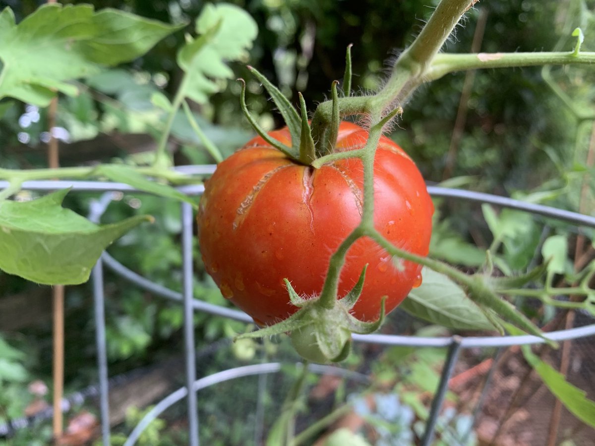 Shawn Flynn tweet media