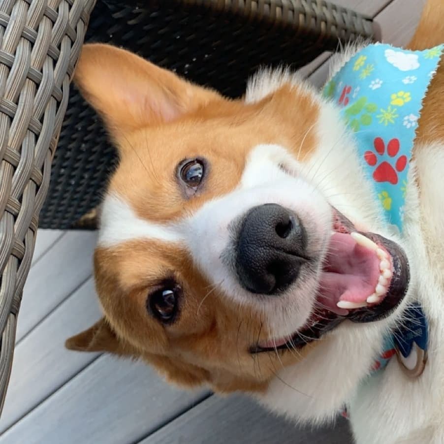 foolofapup's tweet photo. Happy #tongueouttuesday from your friendly summertime corgi.
~
~
#corgi #tot #tongueout #happiness #doglife #goodboy #bestdog #floof #cutest #joy #hello #summertime #dogoftheday #dogphotography #perrito #lindo #felicidad #verano #corgigram #corgicommunit… https://t.co/yN1KAsvea5 https://t.co/tnBBax6W7F