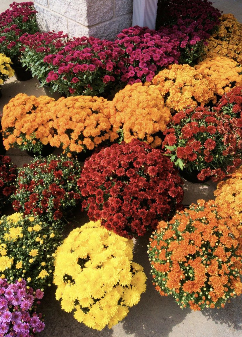 PTOHighlandPark's tweet photo. Mum’s the word @HP_Pandas 

Purchase yours by 9/3; pickup 9/19 at school. 

Choice of 5 colors; $10 each. 

Email your selection to PTOHighlandPark@gmail.com and pay via PayPal https://t.co/tm0cBUOn0k