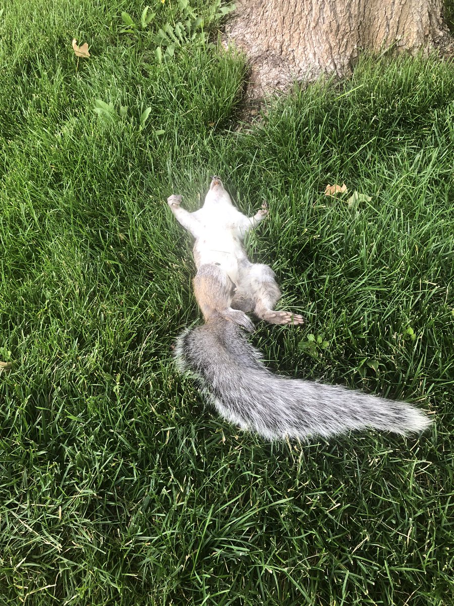 Go home squirrel you’re drunk! 🐿 #deadsquirrels #CarsonCity