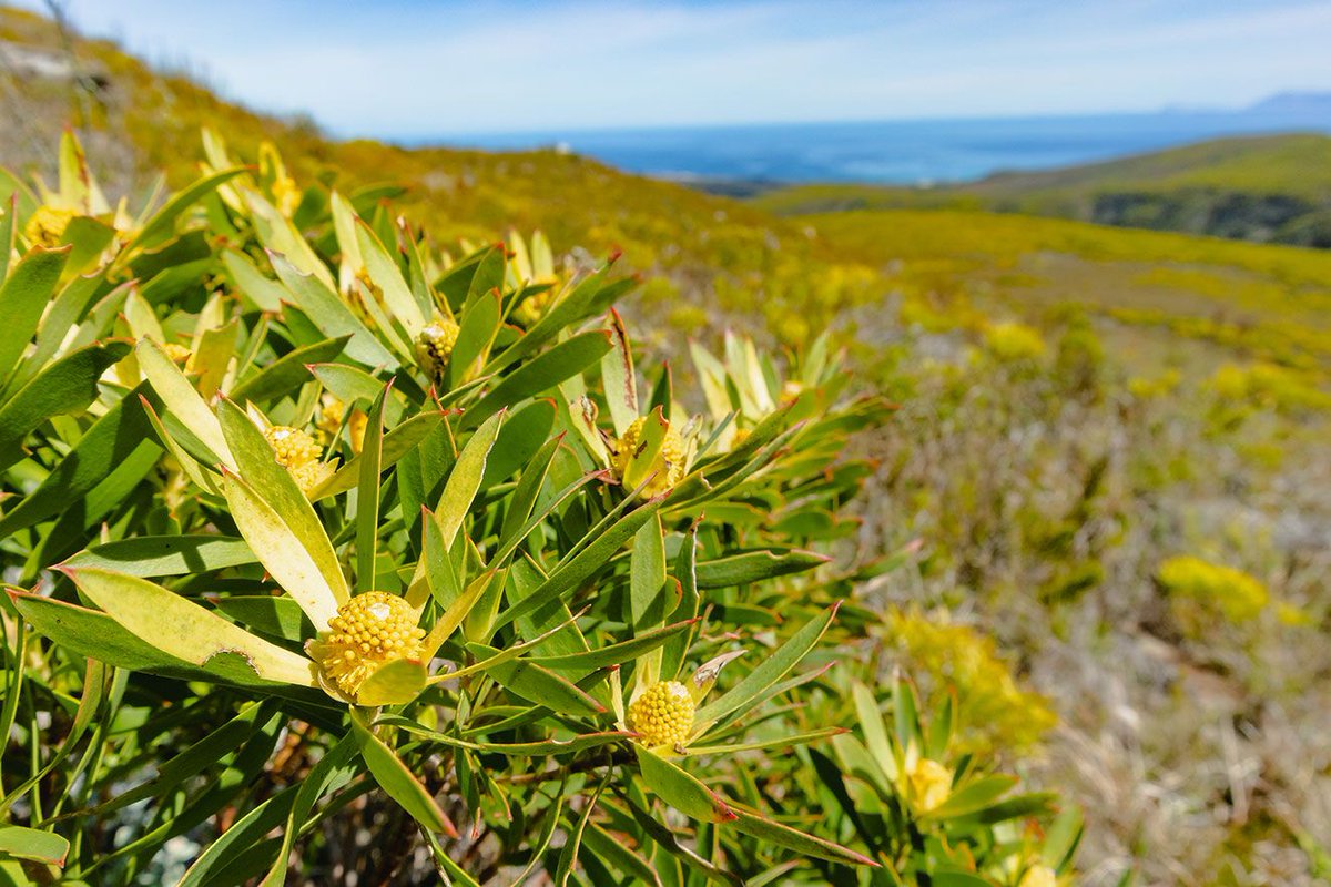 Different hues of green as far as the eye can see. We look forward to sharing our beautiful piece of nature set amidst mountains, forest and sea with you.

#InspireTheFuture

📷 @brutanikhul
