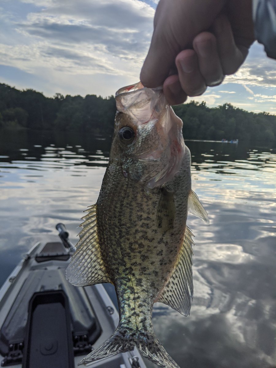 YakLogic's tweet image. Saved me from a skunk!
#skunksave #crappie