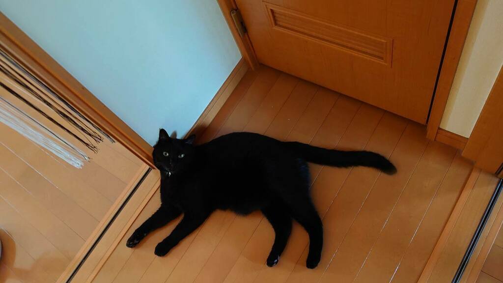 yasuineko_ch's tweet photo. いちくん、
可愛いけどそこにいたら
トイレに入れないんだよ…🤔(笑)
#ねこ #くろねこ #クロネコ #にゃんこ #ねこすたぐらむ #ねこのいる暮らし #猫 #黒猫 #cat #blackcat #catstagram #cats_of_instagram #instagood #followcats #猫好きさんと繋がりたい https://t.co/4stAYkMI6c https://t.co/jQcOcFoUt5