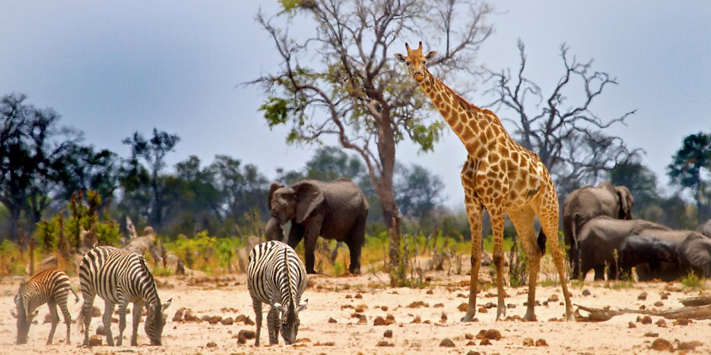 Did you know that in Africa there are over 1,100 different species of mammals, and over 2,600 species of birds?  What's your favorite African animal?  🐘🦒🦓🦁🦏🦅
.
.
#safari #africa #serengeti #africasafari  #africasafaris #africananimals #giraffe #zebra #elephant #travel