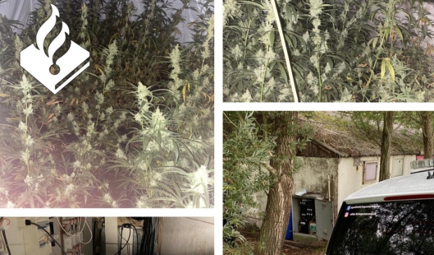 Politie ontmantelt hennepkwekerij in Lekkerkerk - ..