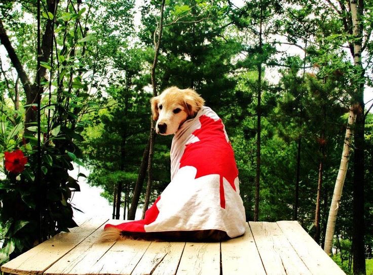 day 18 of jonny as puppy: canada jonny 