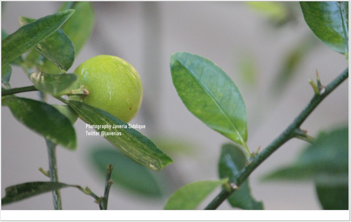 Javeria Siddique tweet media