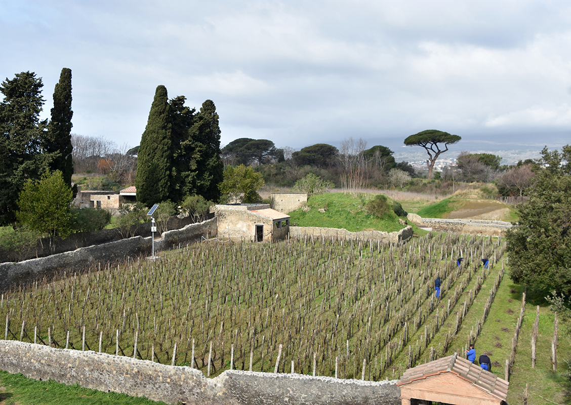 The new ‘Green’ itinerary, that visitors can enjoy in Pompeii, celebrates gardens in the city. One of the largest gardens is found next to the amphitheatre,occupying an entire insula block, & has been variously identified as a cattle market (Forum Boarium) &gladiator cemetery