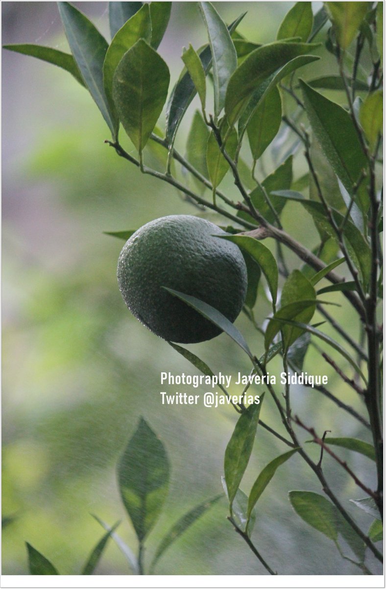 Javeria Siddique tweet media