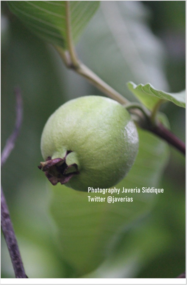 Javeria Siddique tweet media