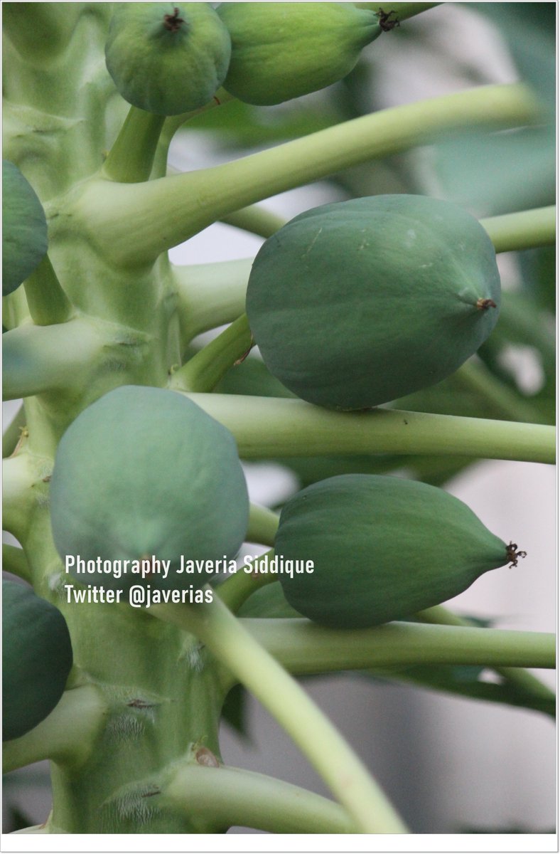 Javeria Siddique tweet media