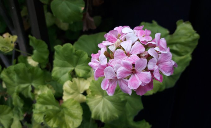 花言葉はのtwitterイラスト検索結果 古い順