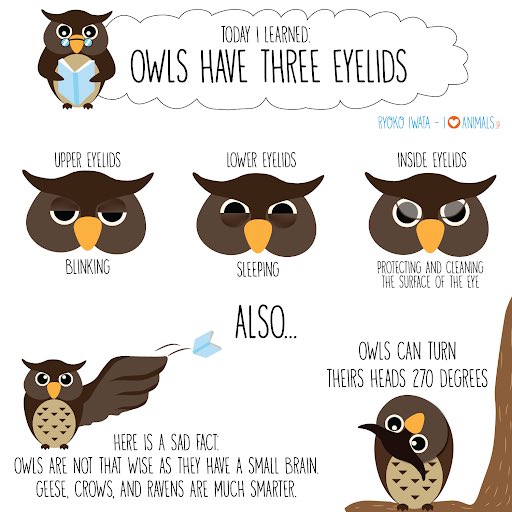 Owl eyes aren’t true “eyeballs”, they have tube-shaped eyes which are completely immobile. This provides binocular vision to focus on prey/depth perception. They also have 3 eyelids and can rotate their necks 270 degrees (as they can’t move their eyeballs).