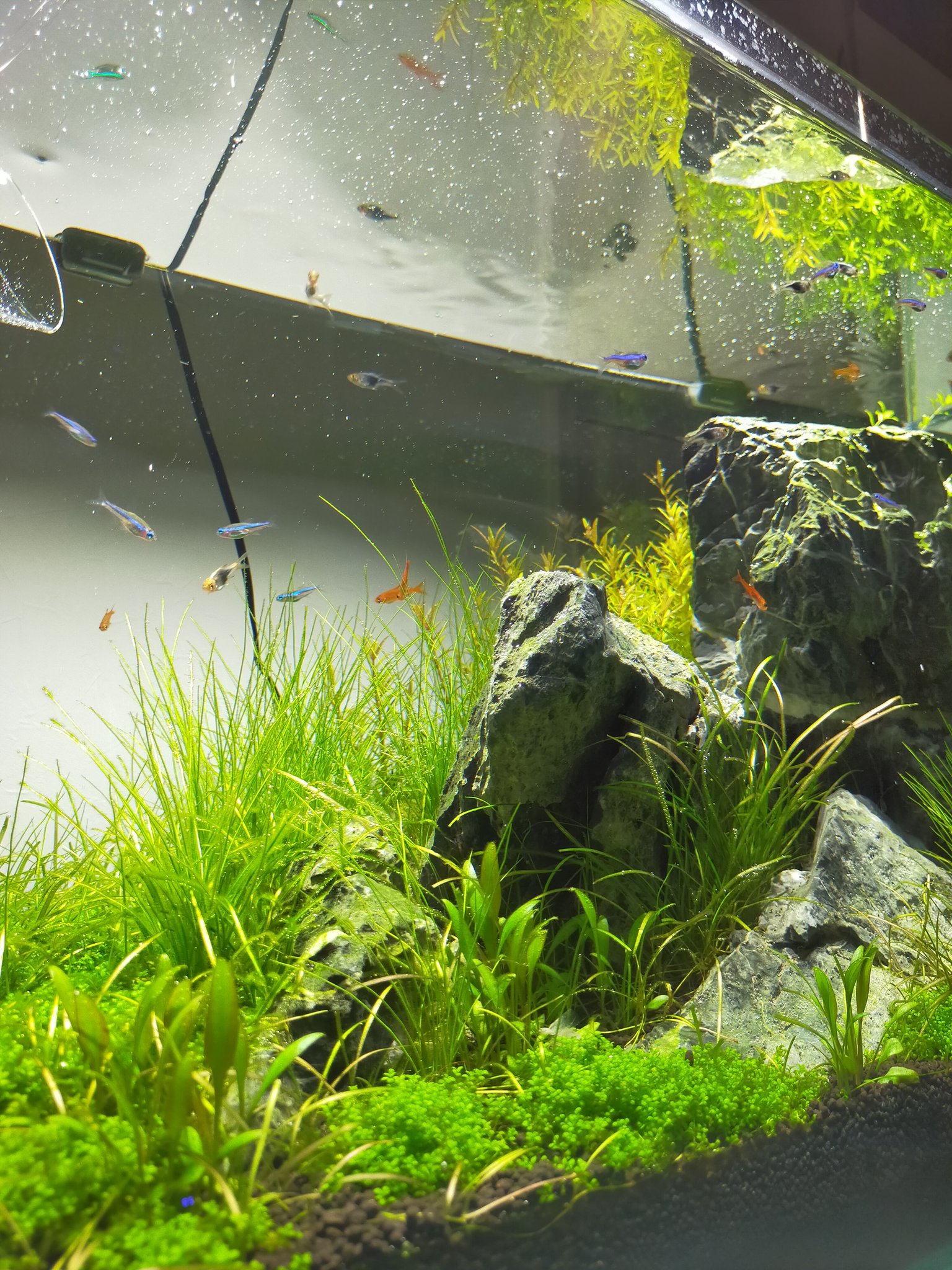 まー お魚入りました ラスボラヘテロモルファ ブルー グリーンネオンテトラ ファイアーテトラを各10匹 やっぱり魚が入るといいですね おうちアクアリウム 石組レイアウト 水草 水草水槽 T Co Ecvgwvj0ym Twitter