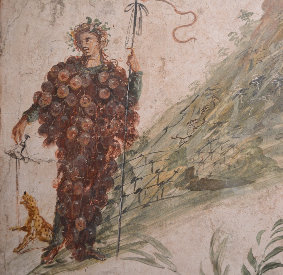 The stake holes would have supported a wooden frame along which the vine grew. This structure was documented by the ancient authors & called ‘vitis compluviata’ as it resembled the opening in the roof of an atrium in a house and appears in this fresco on the slopes of Vesuvius