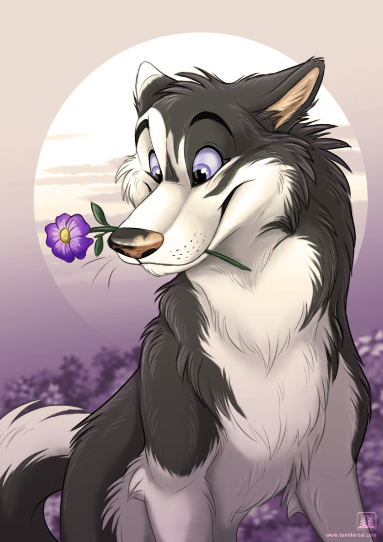 TaniDaReal's tweet photo. If she will like the flower? 🌺 #husky #furryart https://t.co/Qtq4rRqJtQ