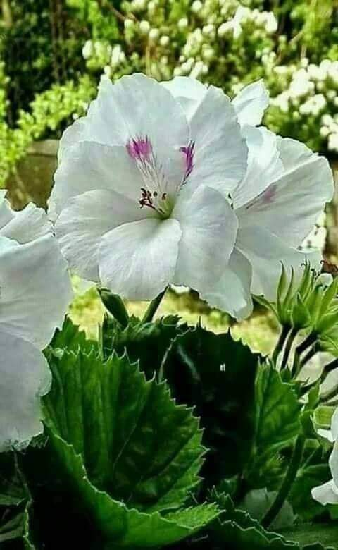 andresshango's tweet photo. Feliz día para tod@s, un gran abrazo... 🙏☕🇻🇪 https://t.co/L40pUG9yMS