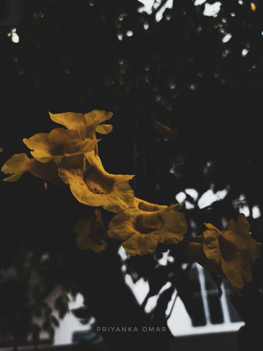 PriMeditated's tweet image. Some are blooming, some fading away....
Choose which one you want to be.....
#moodynature
#moodyclick
#moodyedit