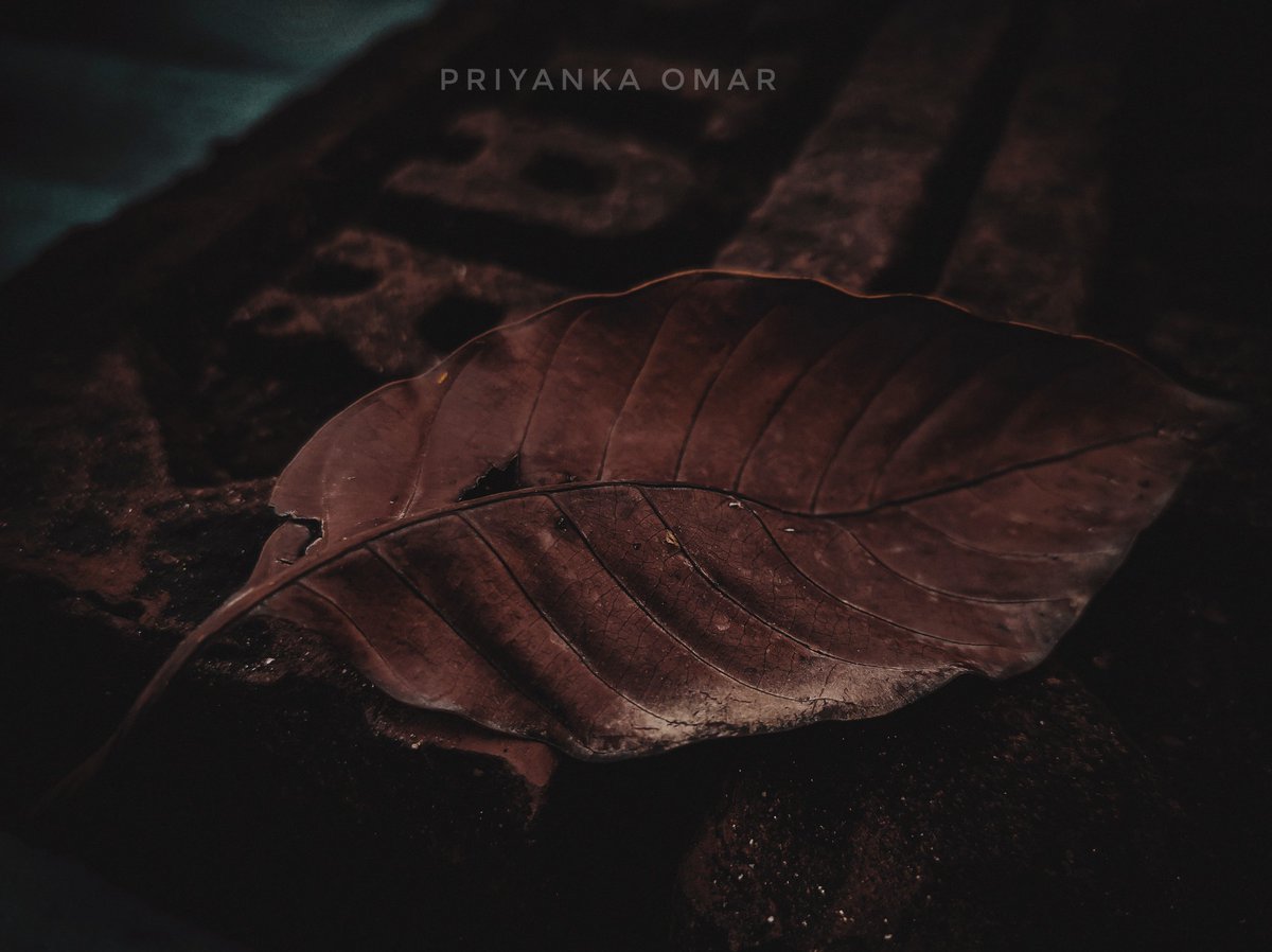 PriMeditated's tweet image. Some are blooming, some fading away....
Choose which one you want to be.....
#moodynature
#moodyclick
#moodyedit