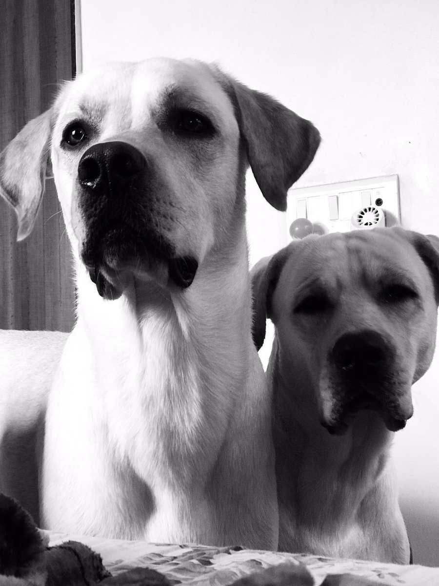 rishivashistha's tweet photo. Haha! After watching two unique performances - @JCBmachines’ #DancingDiggers in @jessie_paul’s session and this #DancingWithTheDogs video shared by @VOSD1 today - I think I have new ideas for the weekend.
PS: Auro & Shadow don’t look convinced though! 😉
https://t.co/yiTmCeKoXZ https://t.co/4IqDQ1okG2