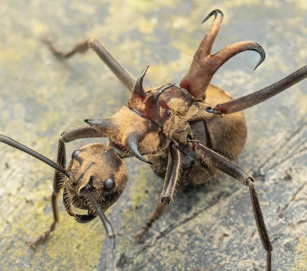 powerndreams's tweet image. "Who awoke me from my slumber?"

Creeping from his cave
Rocks falling
Lands shattering at the mention of his name

"It is I, Lygh I've come to send u home"

"Ur a piss ant U will never defeat me
A dragon
Nevertheless I'm awake now so come on"

#achtenwrite