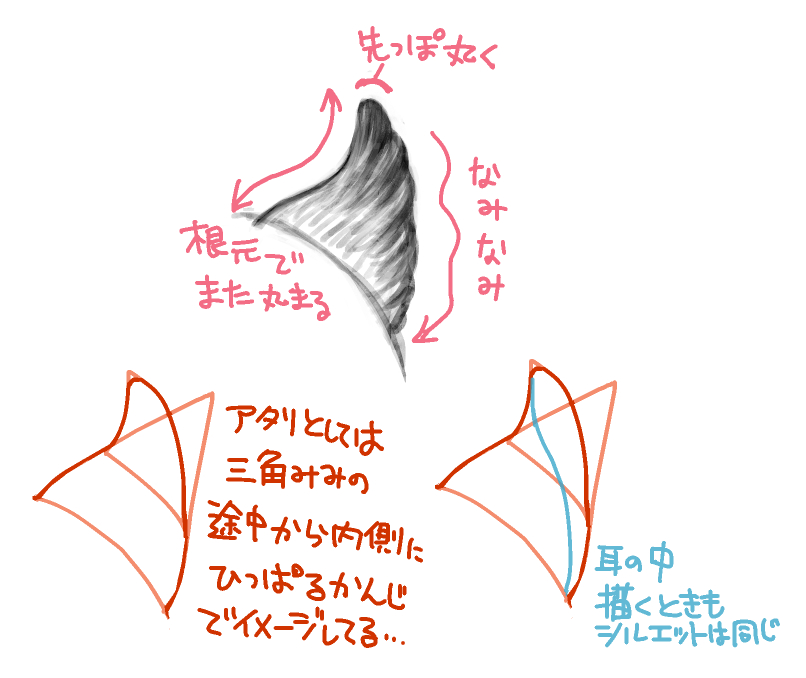 ネハンのカール耳描くときに自分で意識してるのはこのへん。
カール耳描きにくいけどかわいいんだ…。 