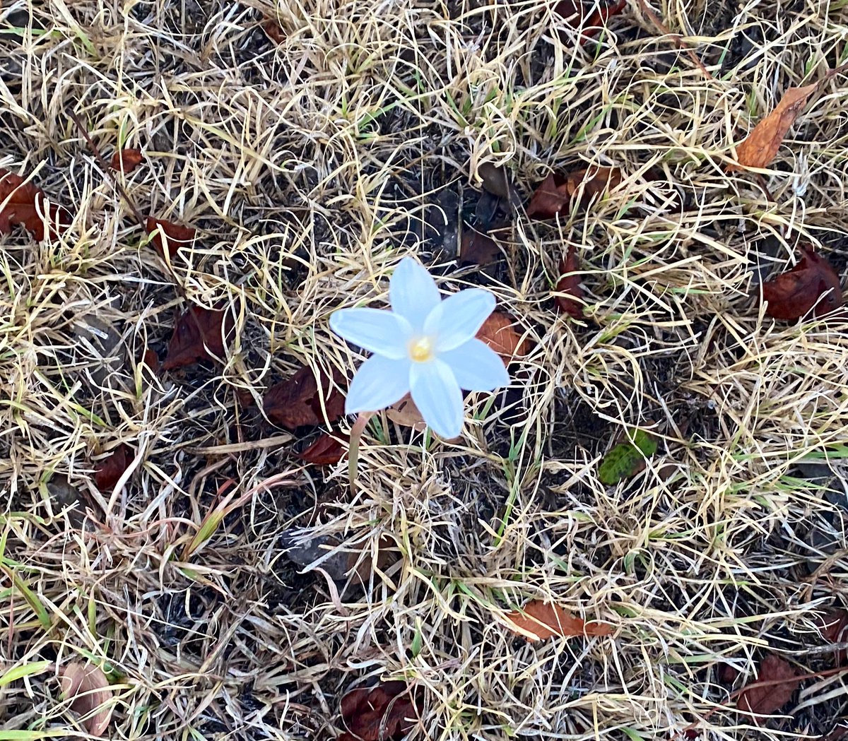 This sweet little wildflower on our DSE campus was a great reminder this morning to grow through what you go through!☀️ #WeGotThis #beDSE