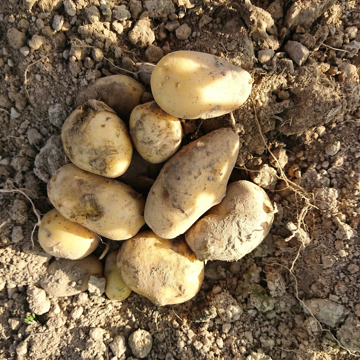 KirsiOjanpera's tweet photo. Potatoes ๐ฅ
Pottuja ๐ฅ
#perunamaa #potatofield #freshfromthefield #suoraanmaalta #lรคhiruokaa #omastamaasta #luomu #organic #harvestseason #peruna #potatoes #pottuja https://t.co/4f2Ngj2MvI