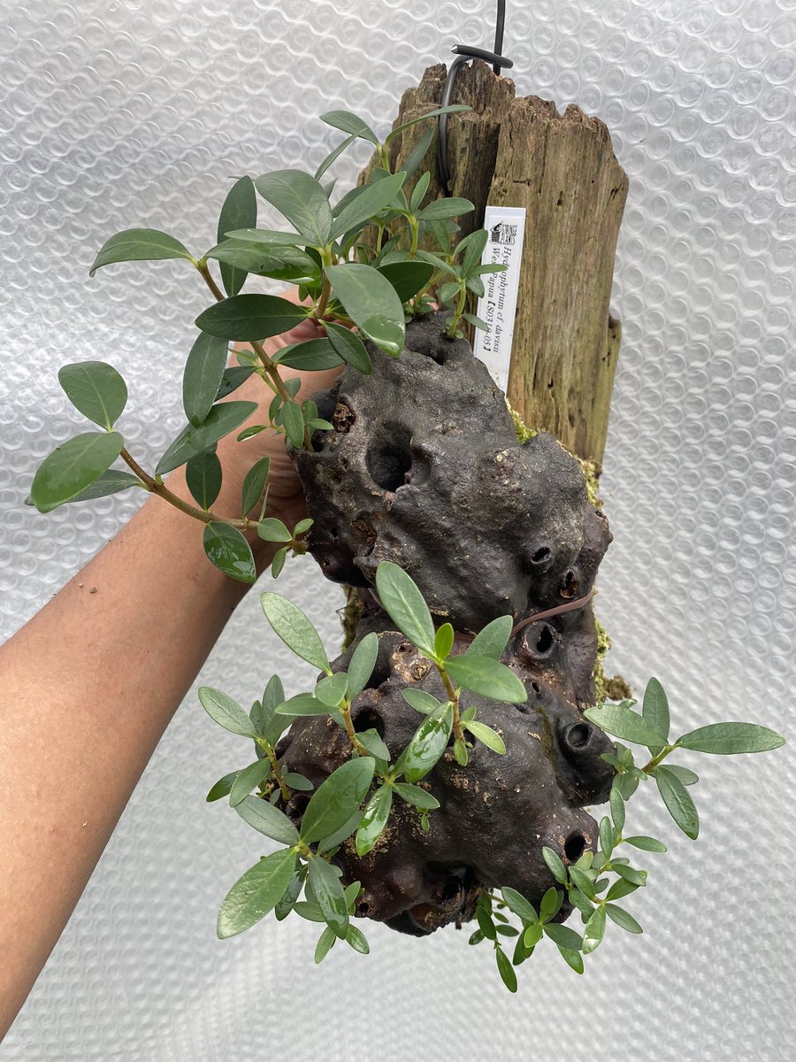 Hydnophytum cf. davisii さらに枝が伸びて異様な感じに。caminiferum