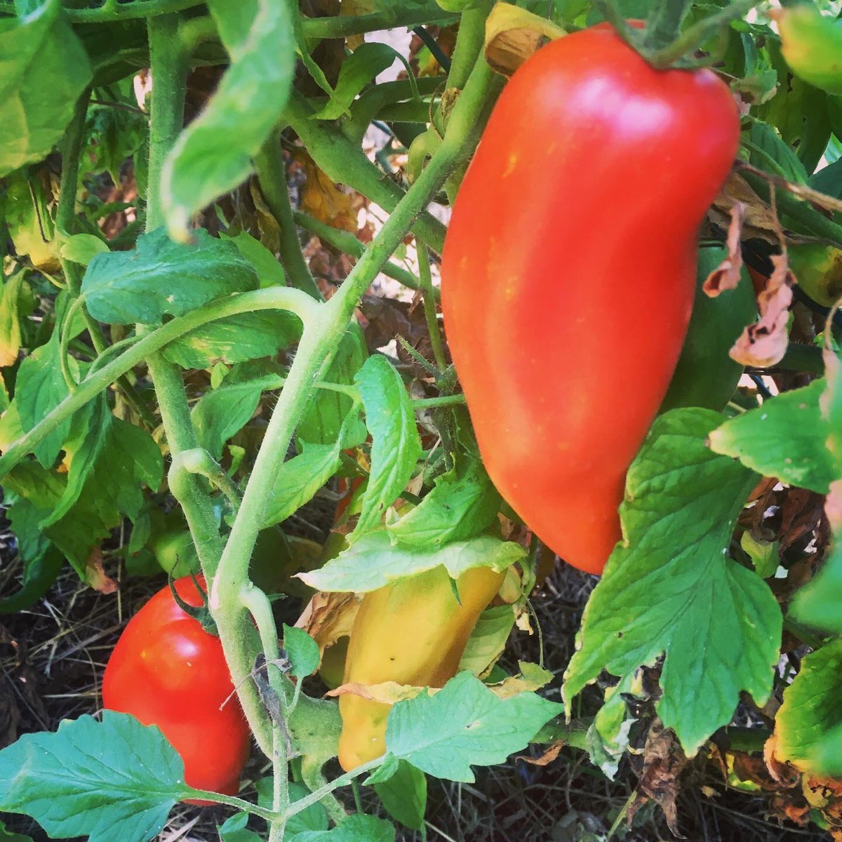 LaMeuf's tweet photo. Le futur 🌶 tellement sucrée et charnue, se mange comme un fruit .. ❤️ #mapreferee #cornue #cornuedesandes #tomate #tomateancienne #tomatoes #nofilter #summer #summervibes #potager #bio #organic https://t.co/ZRoLUBOnh1