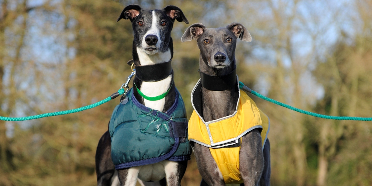 elderly staffies