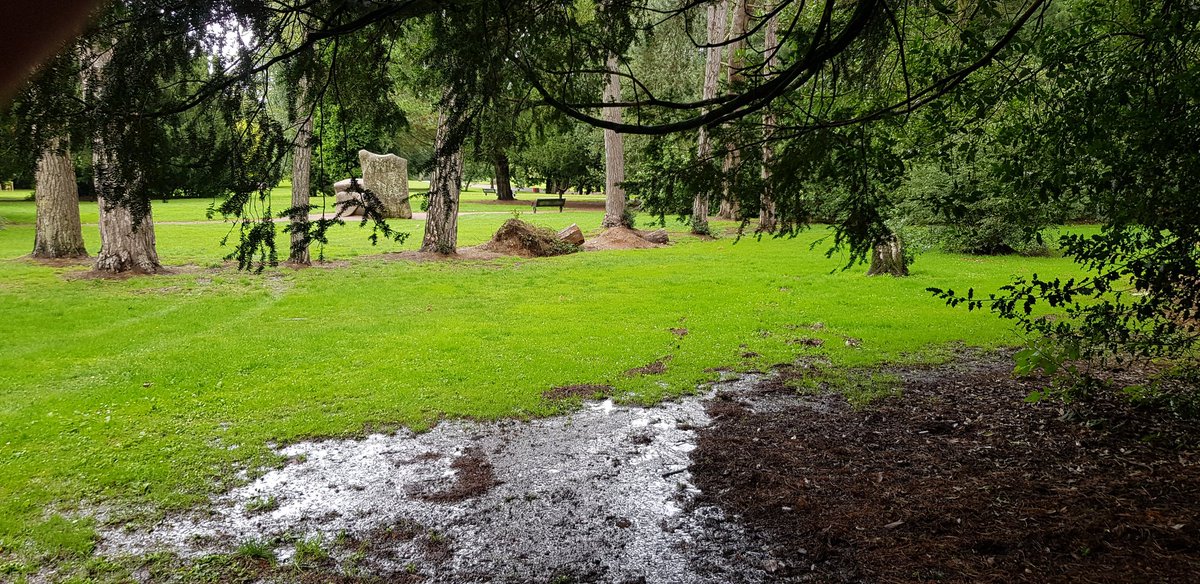 Soggy and windy Warley Woods today.But the dog needs her walk....